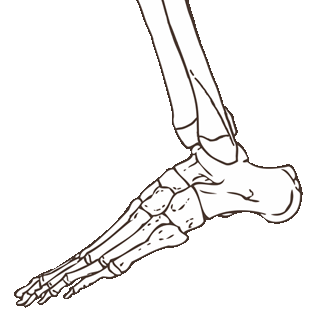 foot-ankel