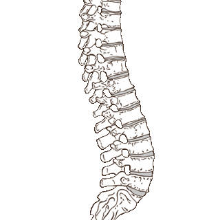 spine (1)
